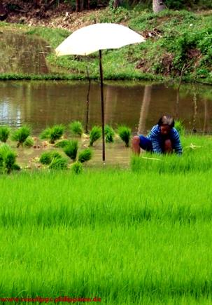 cultivation of rice in the philippines