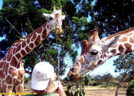Giraffes at Calauit Safari Park, Busuanga